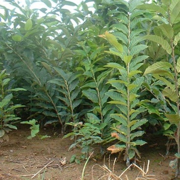 板栗苗嫁接苗实生保湿邮寄量大优惠免费提供种植技术