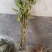 板栗苗嫁接苗实生保湿邮寄量大优惠免费提供种植技术