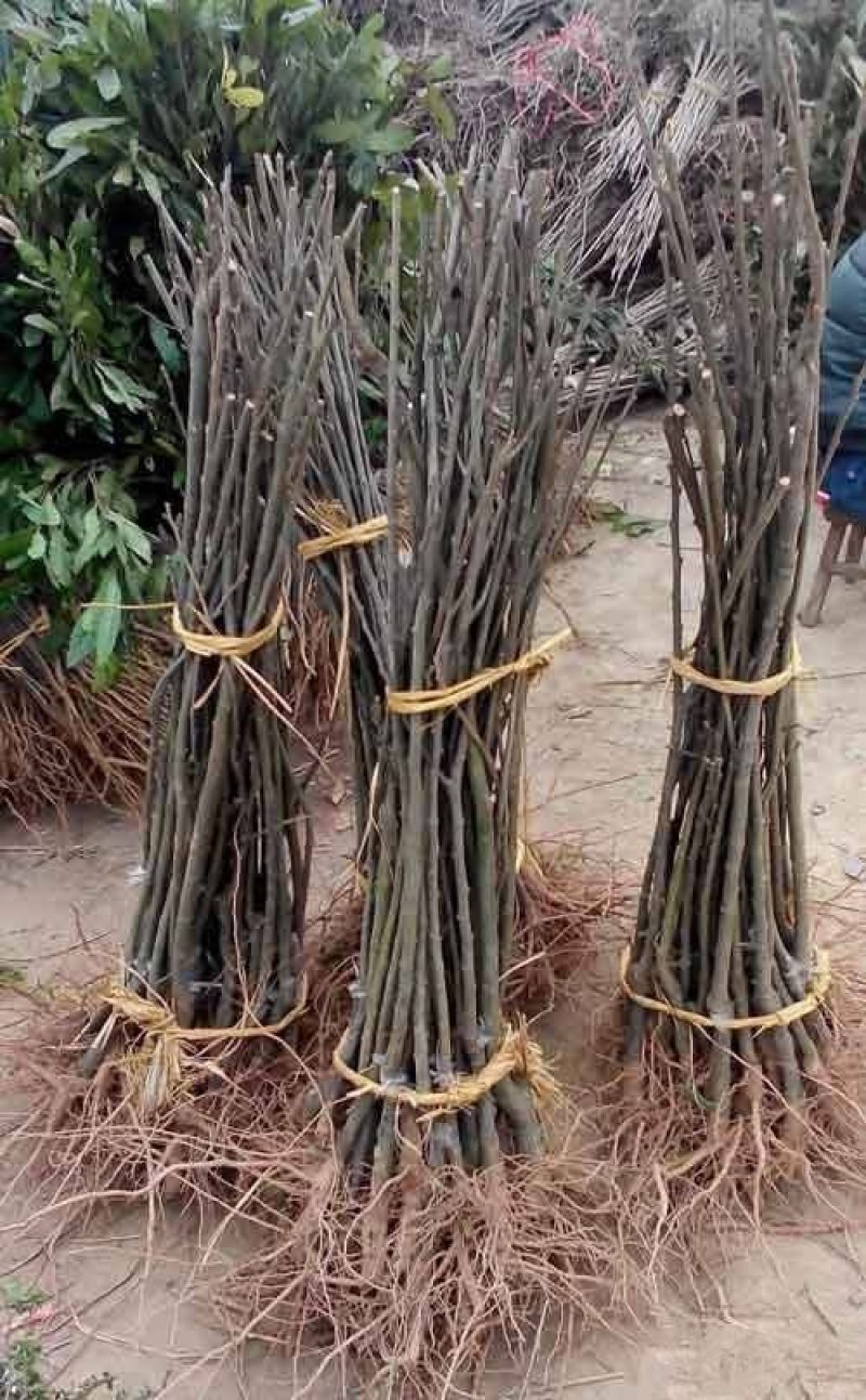 板栗苗嫁接苗实生保湿邮寄量大优惠免费提供种植技术