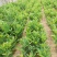 板栗苗嫁接苗实生保湿邮寄量大优惠免费提供种植技术