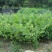 板栗苗嫁接苗实生保湿邮寄量大优惠免费提供种植技术