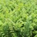 板栗苗嫁接苗实生保湿邮寄量大优惠免费提供种植技术
