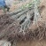 板栗苗嫁接苗实生保湿邮寄量大优惠免费提供种植技术