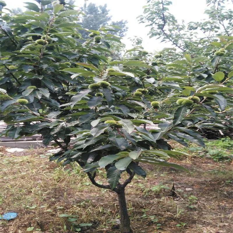 板栗苗嫁接苗实生保湿邮寄量大优惠免费提供种植技术