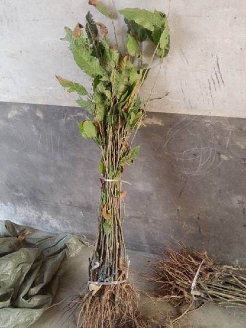 板栗苗嫁接苗实生苗品种保证纯度基地直供量大优惠