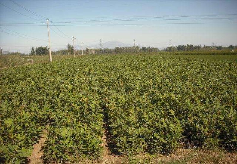 板栗苗嫁接苗实生苗品种保证纯度基地直供量大优惠