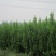 北海道黄杨规格齐全产地直供量大优惠保湿邮寄