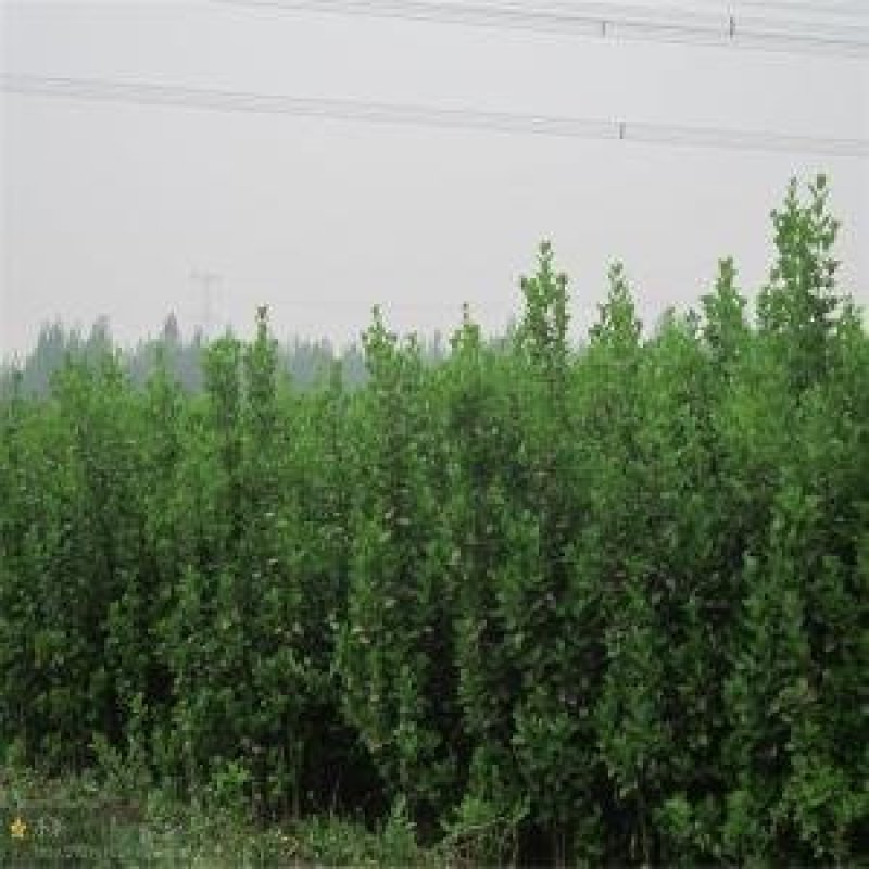 北海道黄杨规格齐全产地直供量大优惠保湿邮寄
