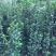 北海道黄杨规格齐全产地直供量大优惠保湿邮寄