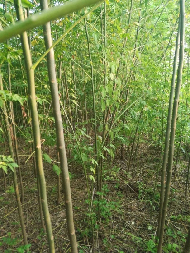 批发楝树苗，量大从优，大量供应1-3公分，欢迎前来考察！