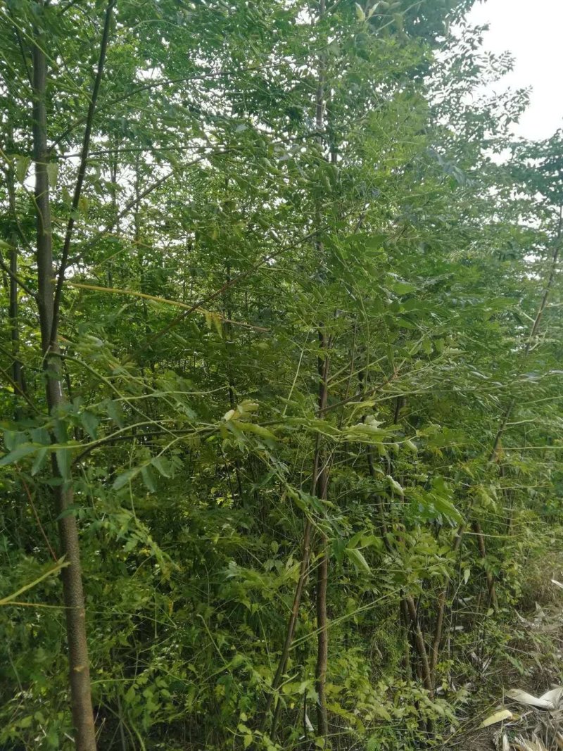 批发楝树苗，量大从优，大量供应1-3公分，欢迎前来考察！