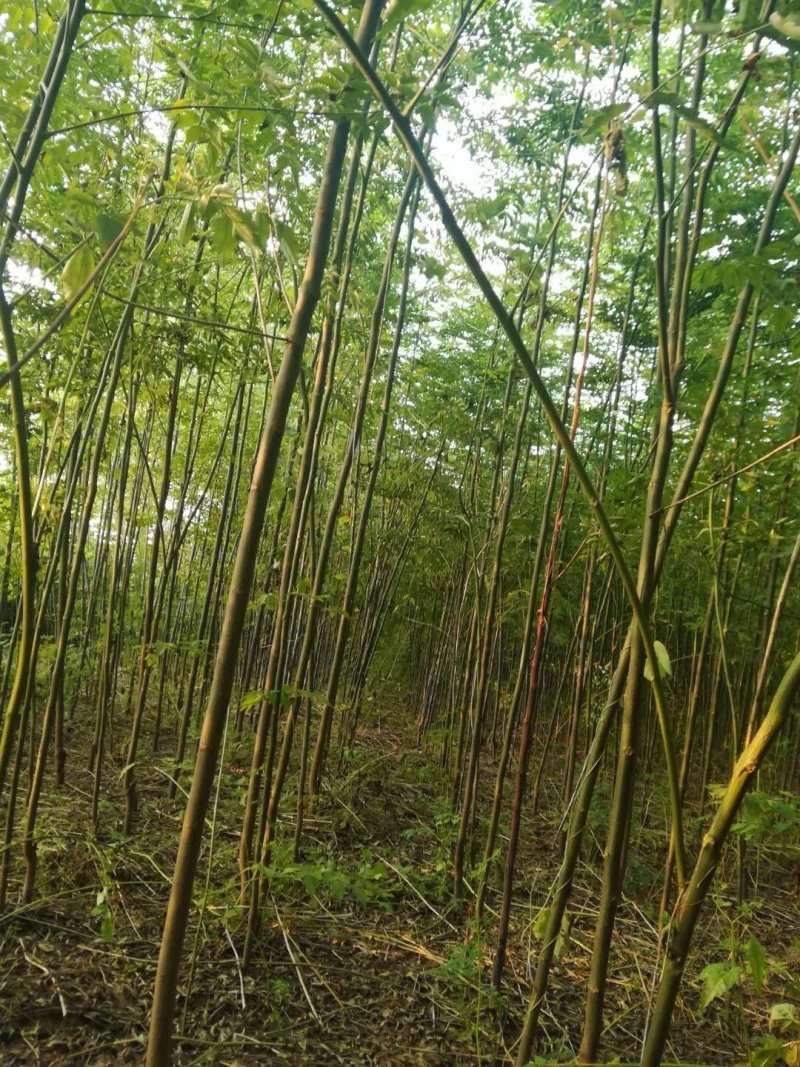 批发楝树苗，量大从优，大量供应1-3公分，欢迎前来考察！