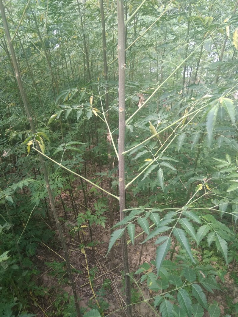 批发楝树苗，量大从优，大量供应1-3公分，欢迎前来考察！