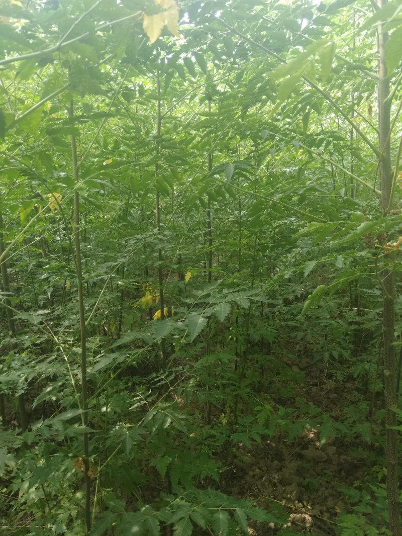 批发楝树苗，量大从优，大量供应1-3公分，欢迎前来考察！
