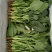 蔬菜精品菠菜新鲜蔬菜