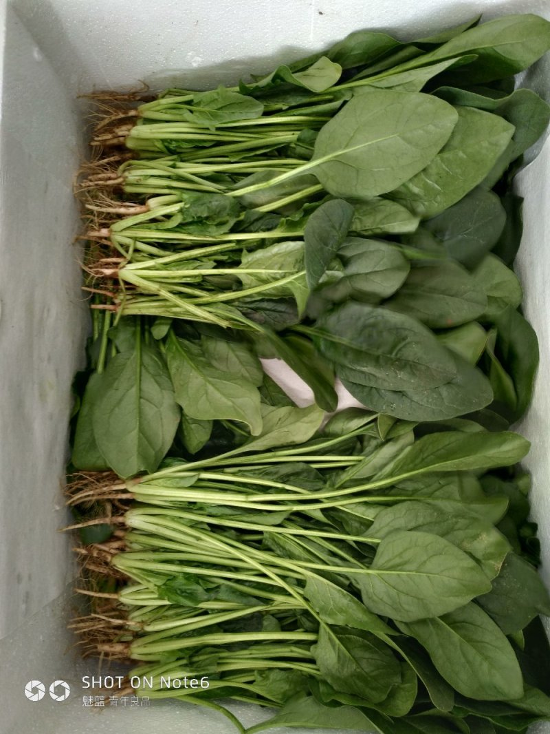 蔬菜精品菠菜新鲜蔬菜
