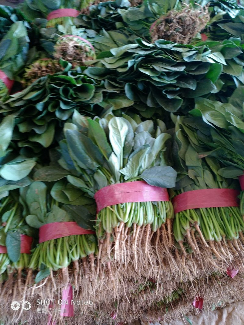 蔬菜精品菠菜新鲜蔬菜