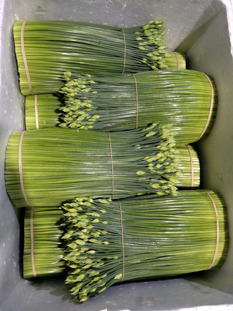 精品韭苔韭花大量上市长年不限量供货全国接单发货
