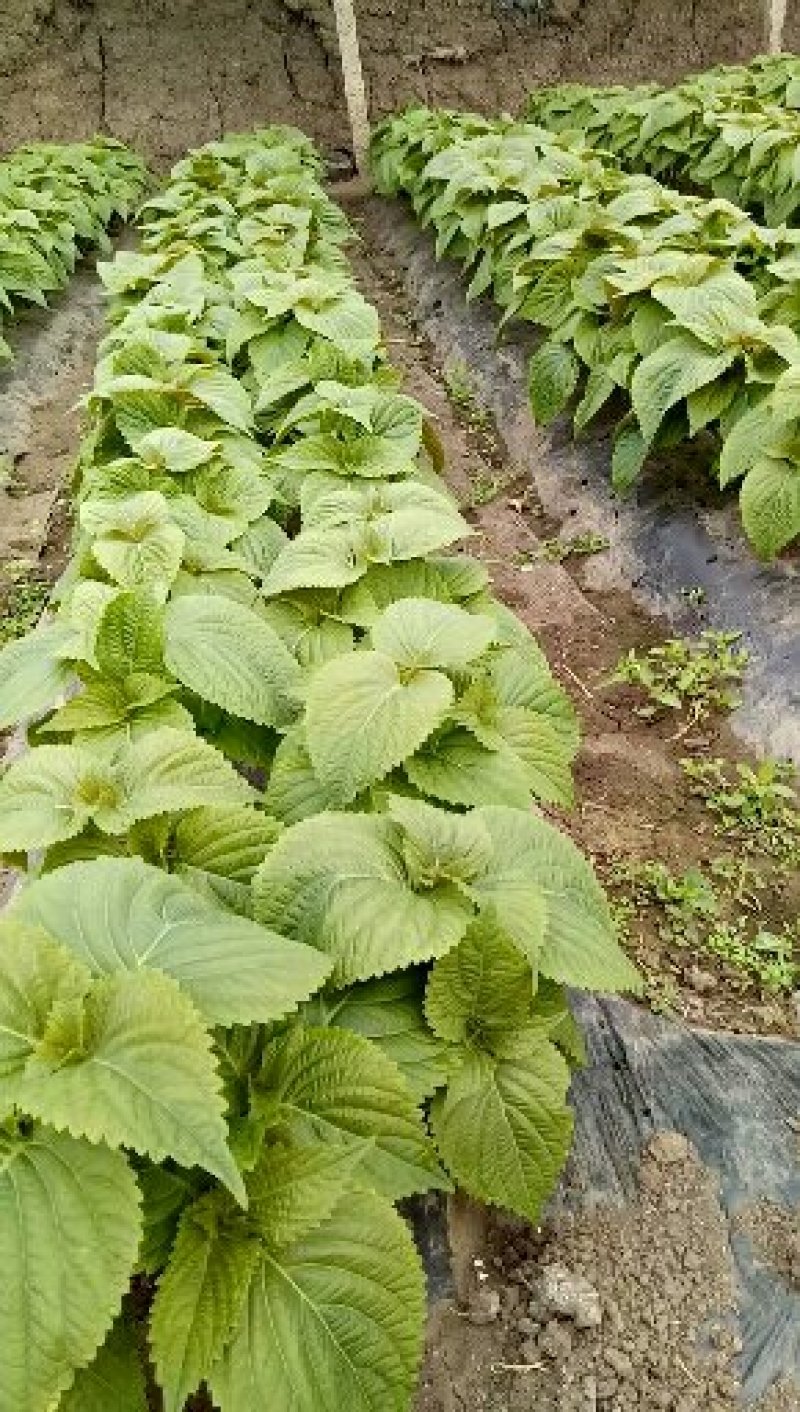 紫苏子叶，大量上市。韩系紫苏叶