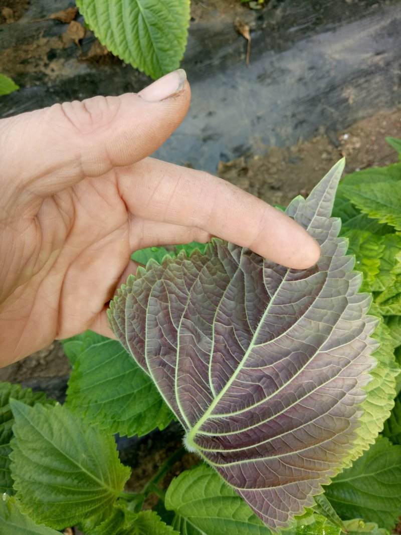 紫苏子叶，大量上市。韩系紫苏叶
