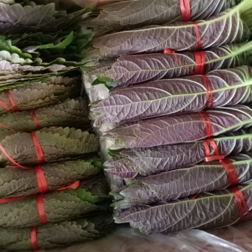 紫苏子叶，大量上市。韩系紫苏叶