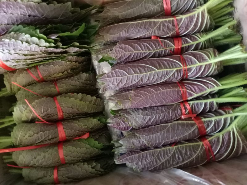 紫苏子叶，大量上市。韩系紫苏叶