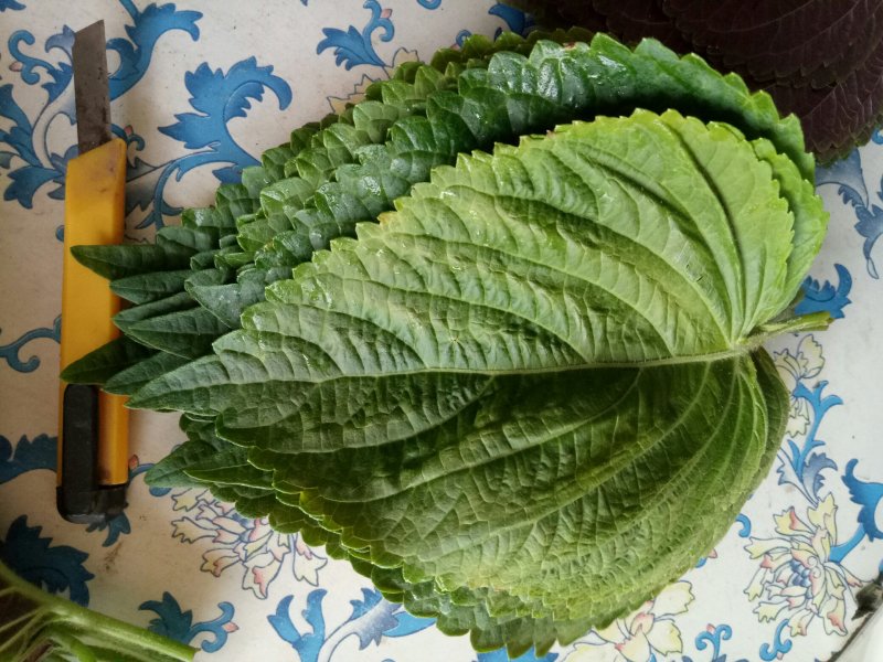 紫苏子叶，大量上市。韩系紫苏叶
