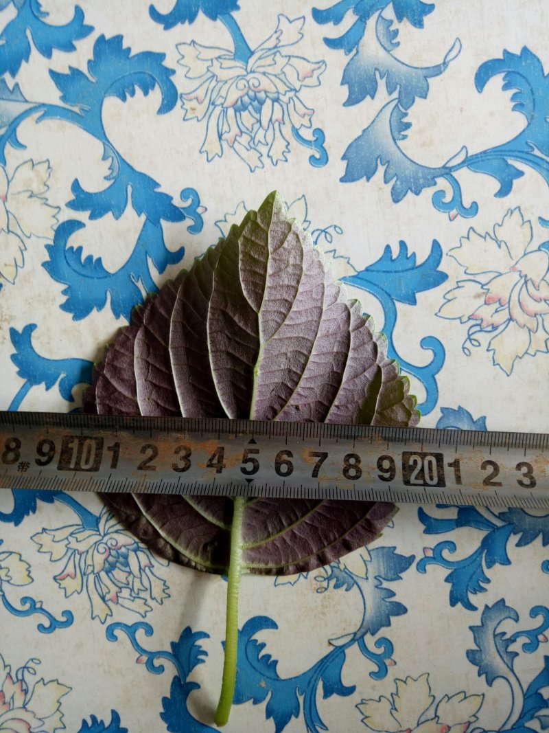 紫苏子叶，大量上市。韩系紫苏叶