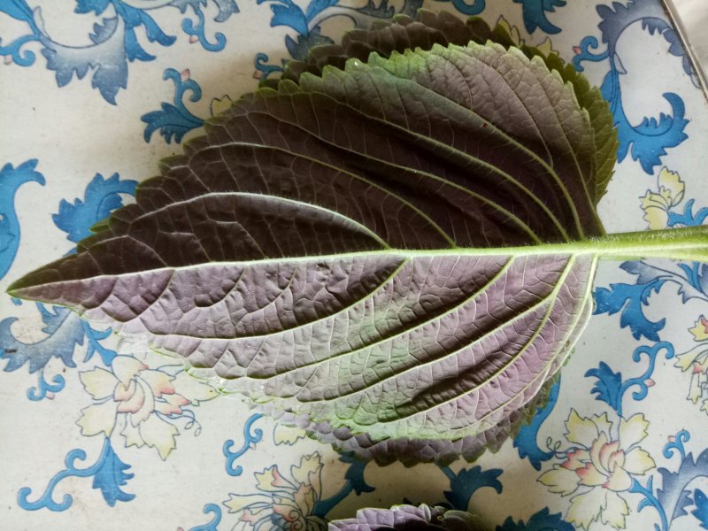 紫苏子叶，大量上市。韩系紫苏叶