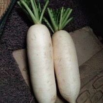 萝卜白萝卜