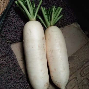 萝卜白萝卜