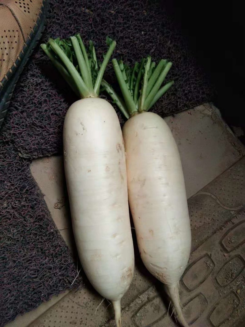 萝卜白萝卜