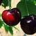 黑珍珠樱桃苗嫁接苗品种保证纯度价格优惠
