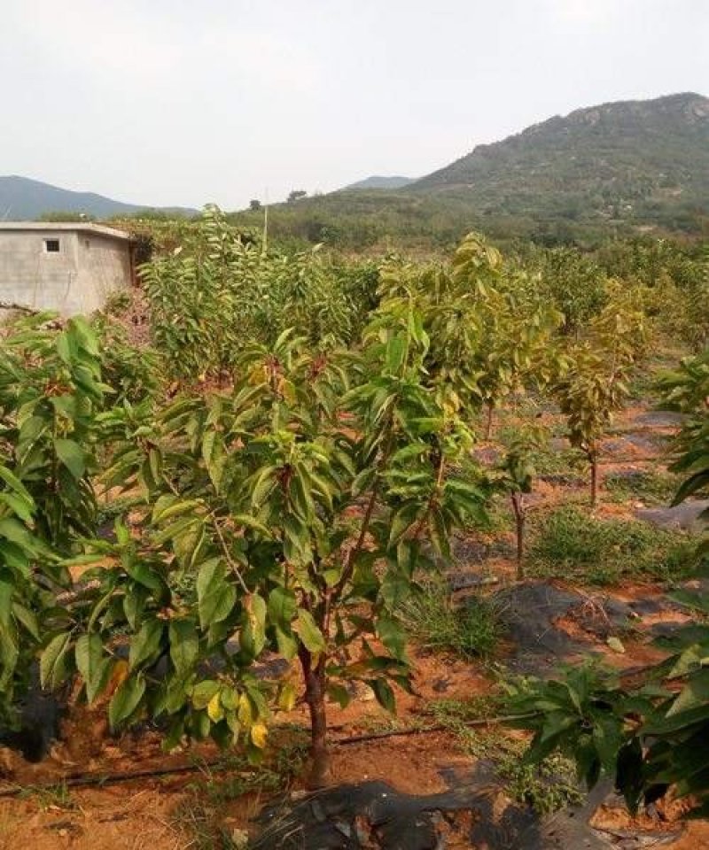 黑珍珠樱桃苗嫁接苗品种保证纯度价格优惠