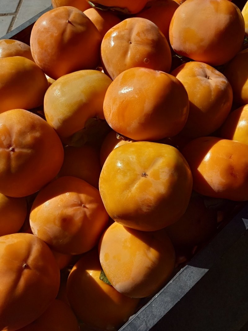 新品种日本太秋脆柿嫁接苗即摘即吃自然脱涩南北方种植特大