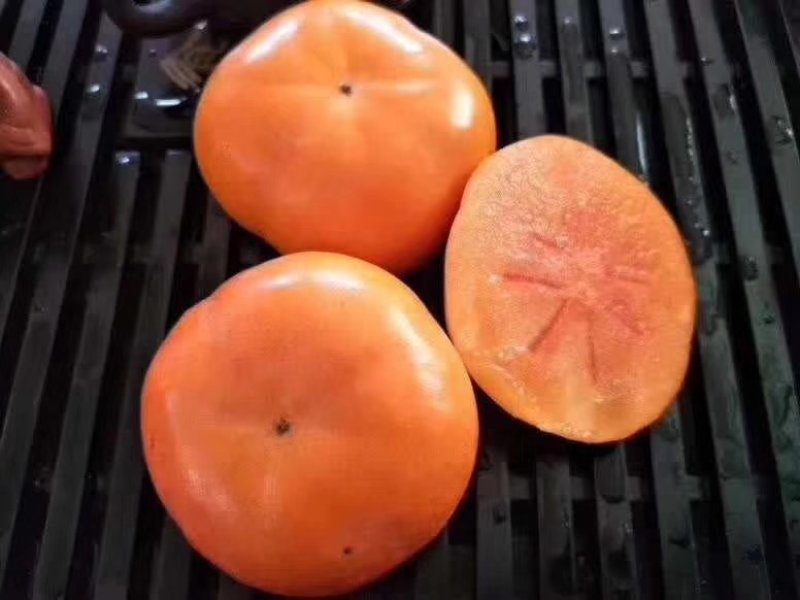 新品种日本太秋脆柿嫁接苗即摘即吃自然脱涩南北方种植特大