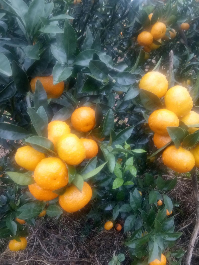 臭皮柑，口感好，颜色好