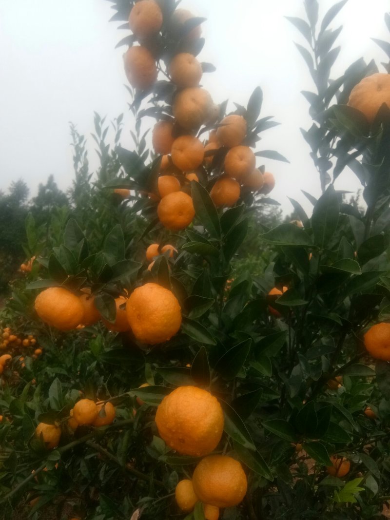 臭皮柑，口感好，颜色好