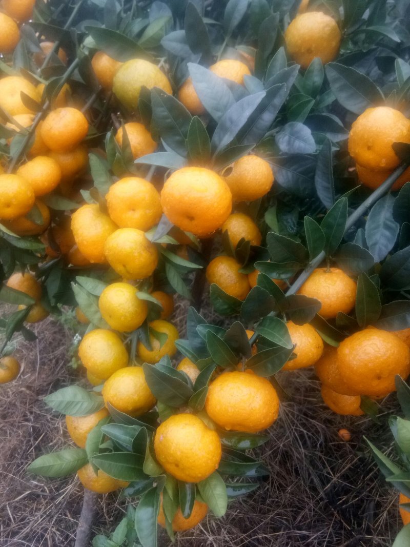 臭皮柑，口感好，颜色好
