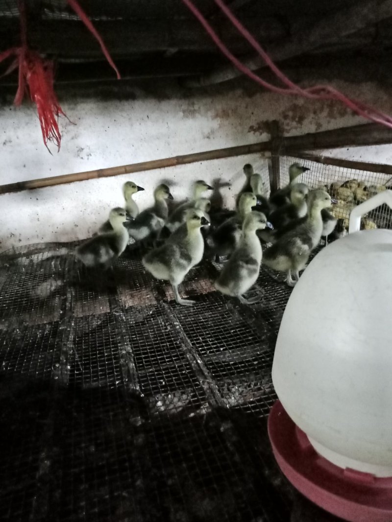 狮头鹅苗公母统货