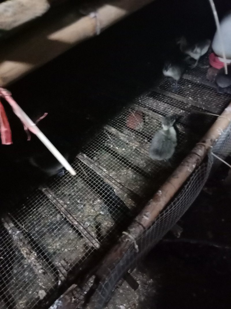 狮头鹅苗公母统货