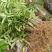 九叶青花椒苗