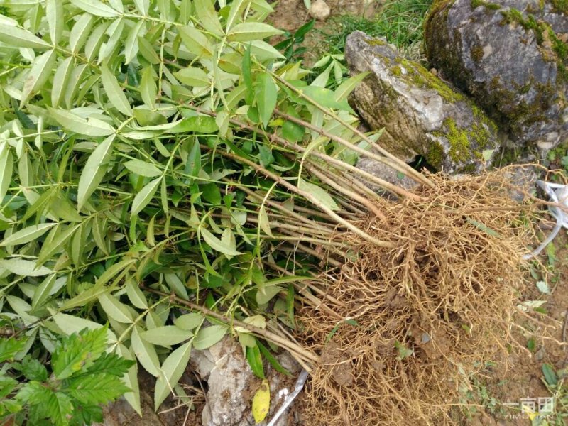 九叶青花椒苗
