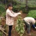 九叶青花椒苗