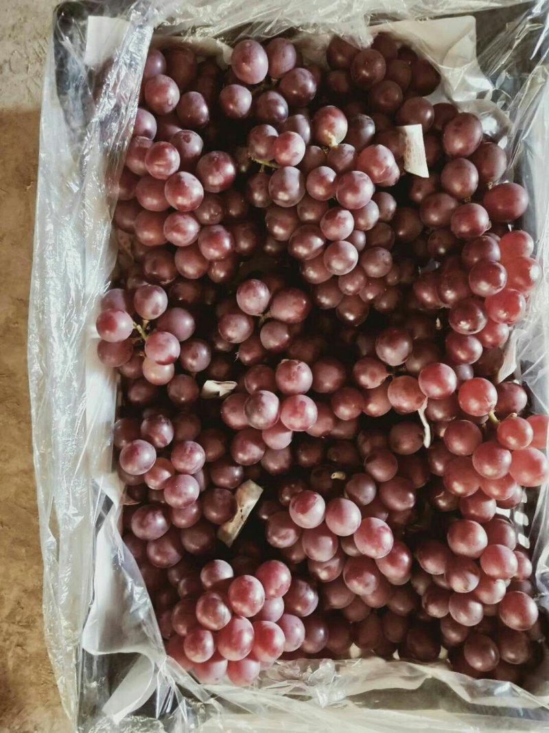 巨峰葡萄1~2斤