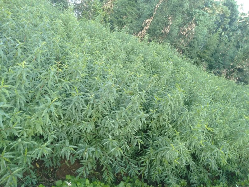 鹰嘴桃。