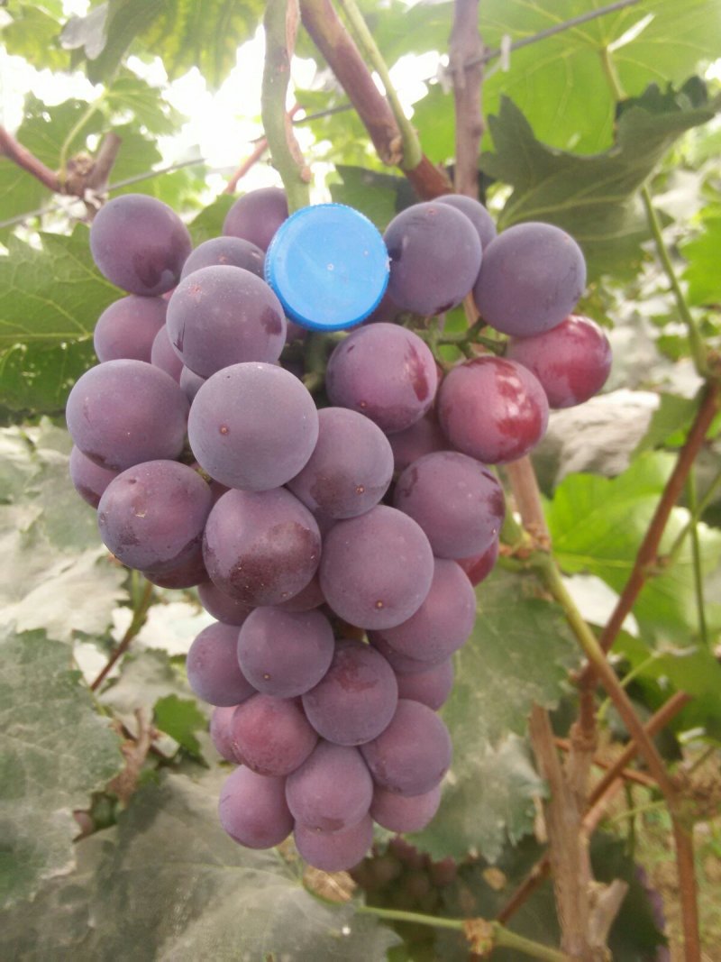 巨峰葡萄1~2斤