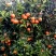 东方红