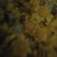 野生山菊花花