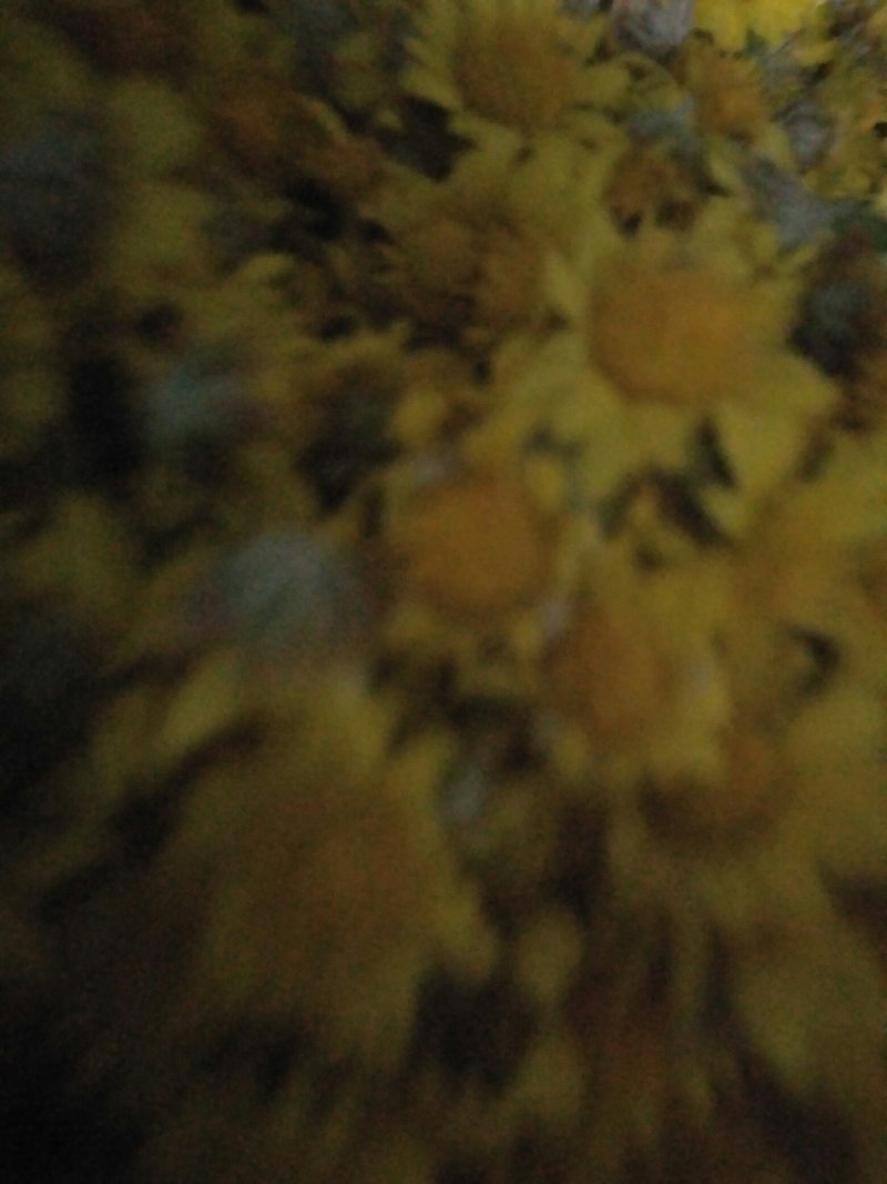野生山菊花花